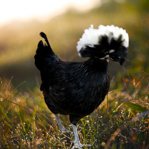 Polish: White Crested Black