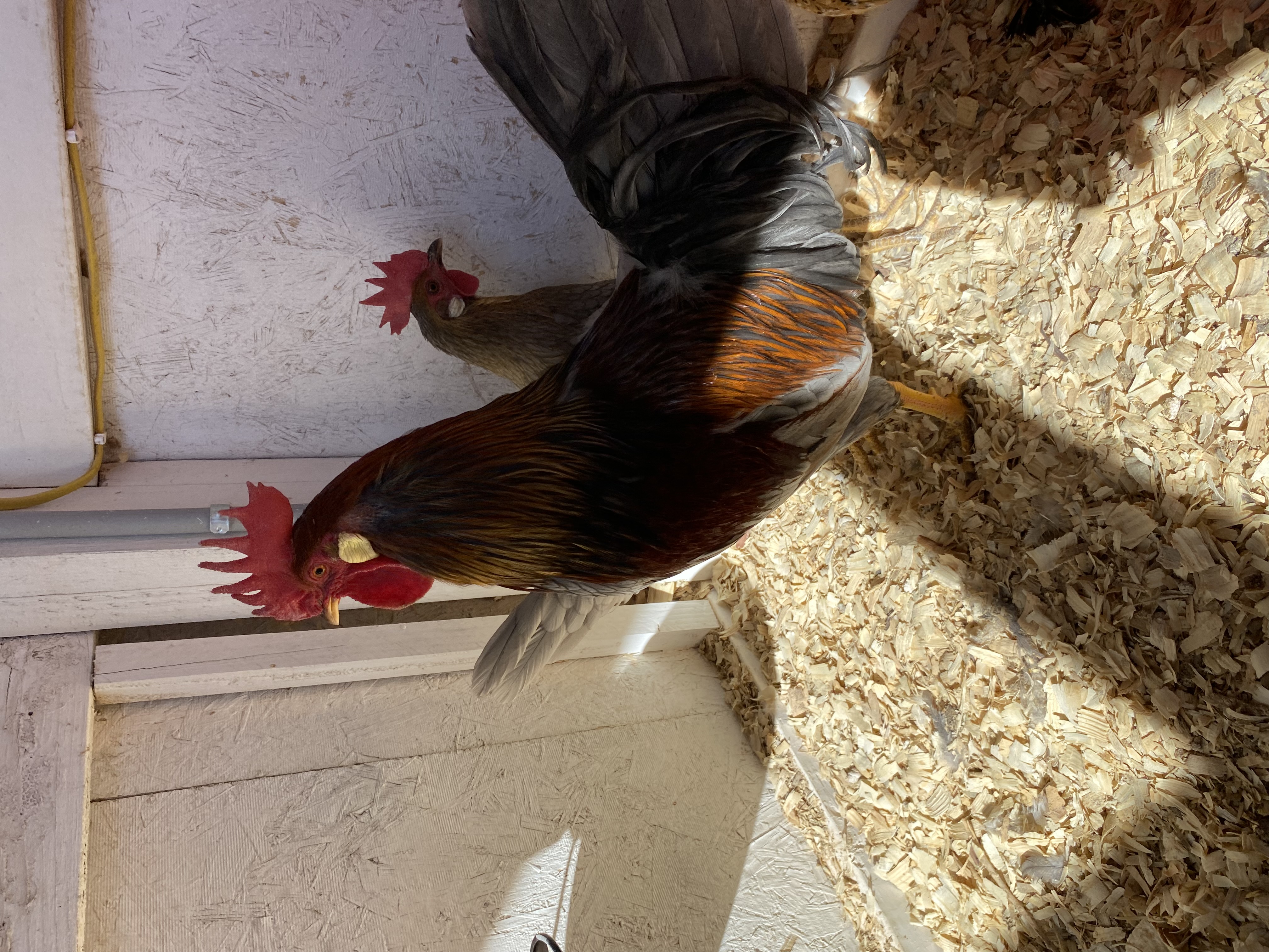 Chanticleer